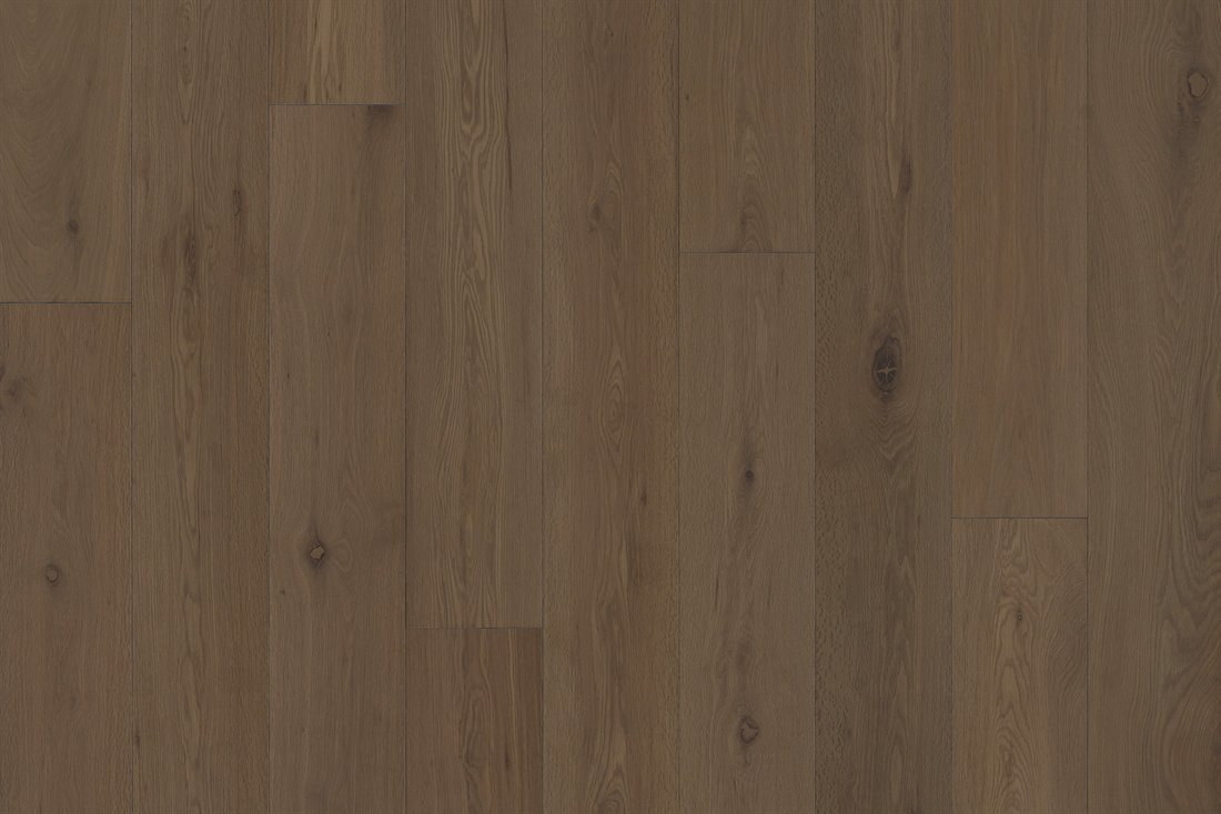 Lignum Belloria
